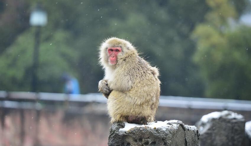 雪中猴趣