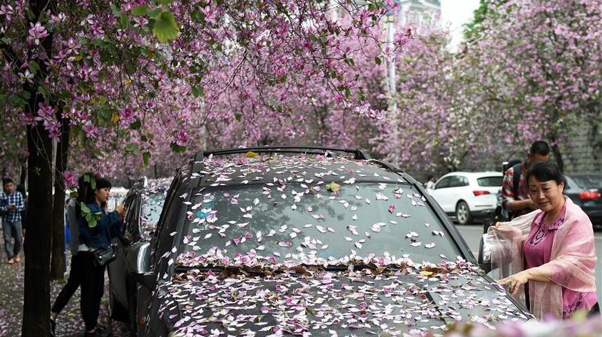 花瓣成花海：廣西柳州部分街道暫時(shí)“不掃花瓣”留美景
