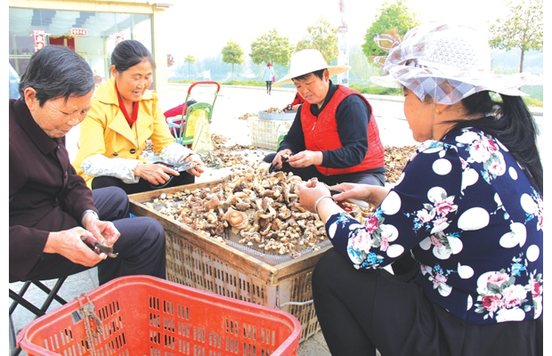隨縣環(huán)潭鎮鎮將317個(gè)貧困戶(hù)列入扶持種植香菇產(chǎn)業(yè)脫貧戶(hù)